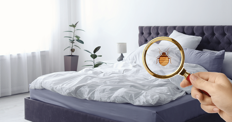 Bed Bugs Control